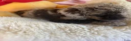 Australian Labradoodle dogs for sale: Australian labradoodles  - Advert 3