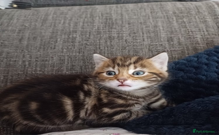Mixed Breed cats - Advert 2