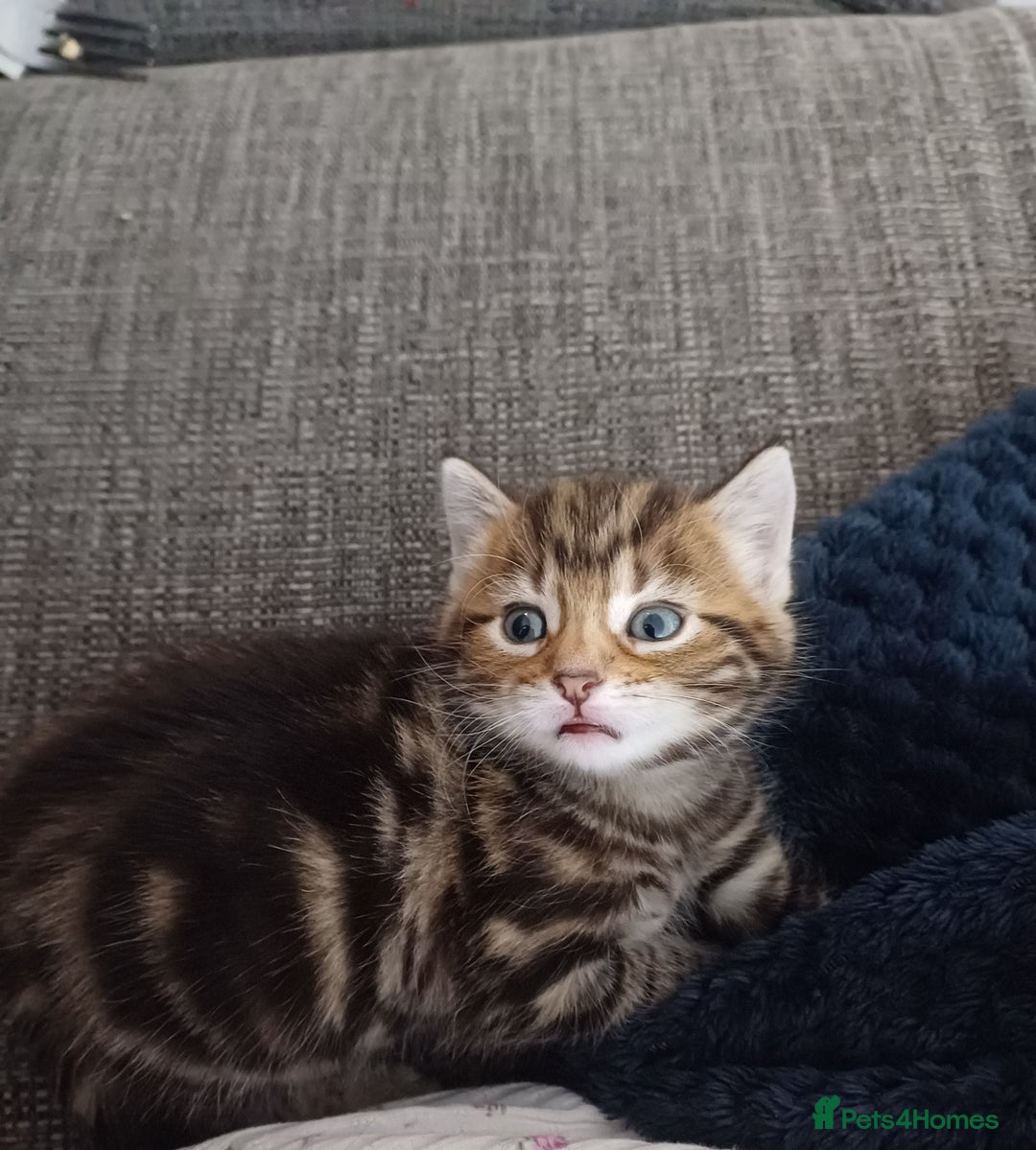 Mixed Breed cats for sale: Kittens  - Image 1