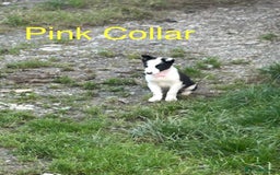 Border Collie dogs for sale: Gorgeous Border Collie pups - Image 16