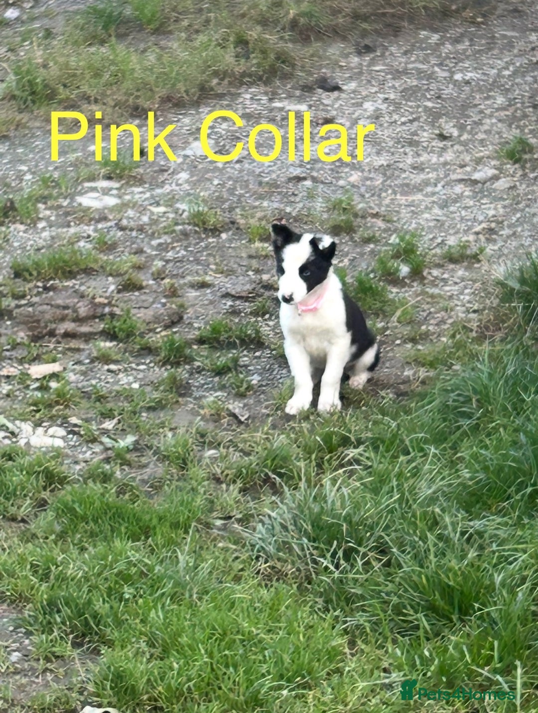 Border Collie dogs for sale: Gorgeous Border Collie pups - Image 16
