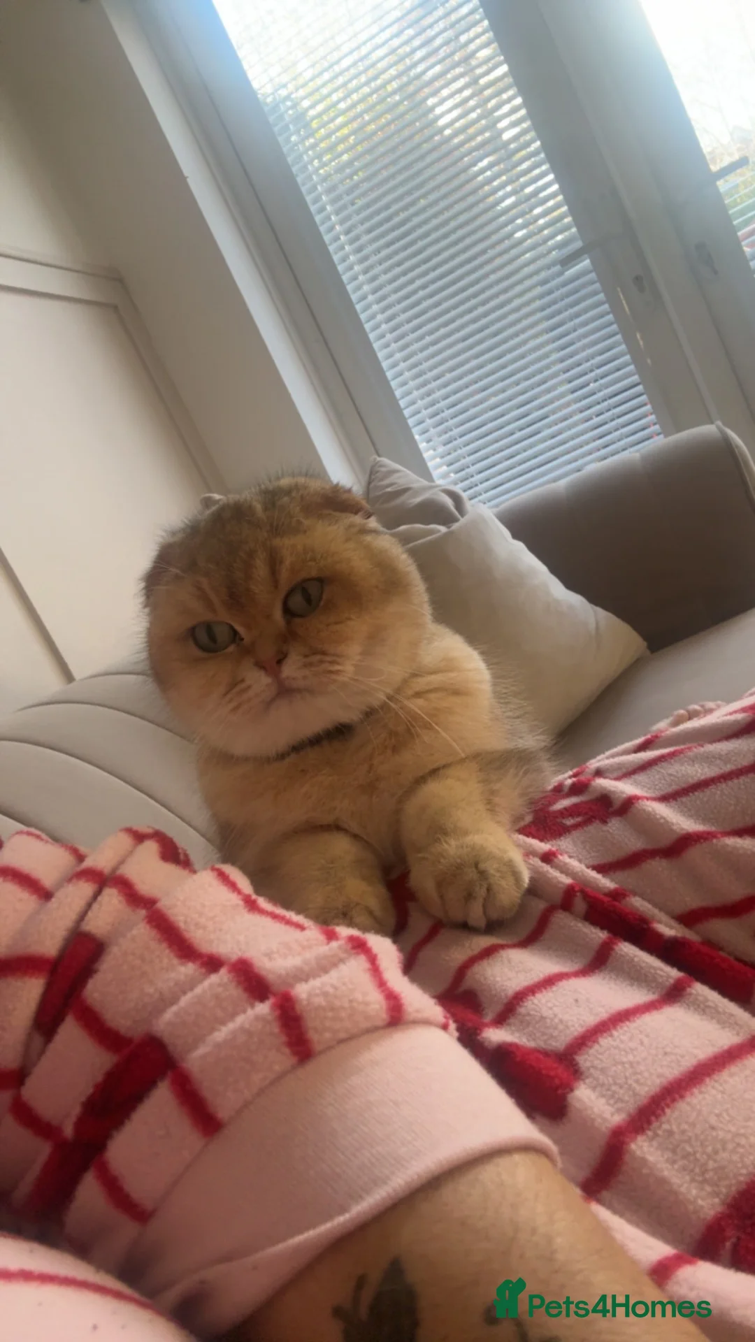 Scottish Fold cats for sale: Sarah collier  in Ongar - Advert 1