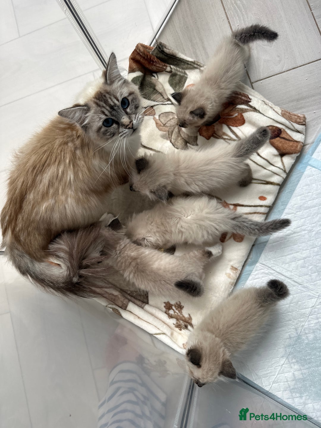 Ragdoll cats for sale: Ragdoll baby’s ready for forever homes  - Image 3