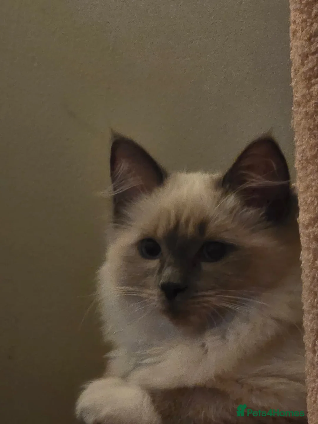 Ragdoll cats for sale: Candy - Advert 2