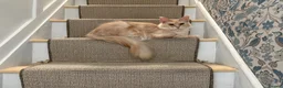 Maine Coon cats for sale: Beautiful red cream male purebred Maine coon boy - Advert 7