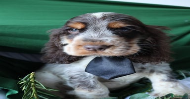 Cocker Spaniel dogs Championline Cocker Spaniel - Advert 3