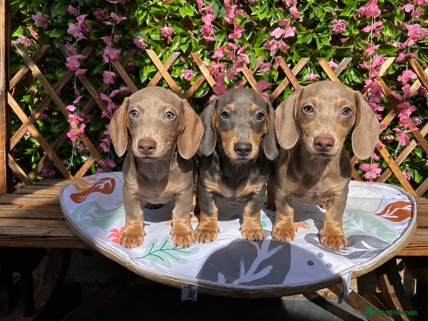 Dachshund dogs READY NOW FULLY VAX MINI 3 BOYS KC REG PRA CLEAR - Advert 1