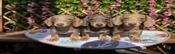 Dachshund dogs for sale: READY NOW FULLY VAX MINI 2 BOYS KC REG PRA CLEAR - Advert 1