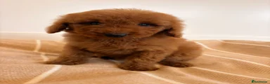 Labradoodle 1