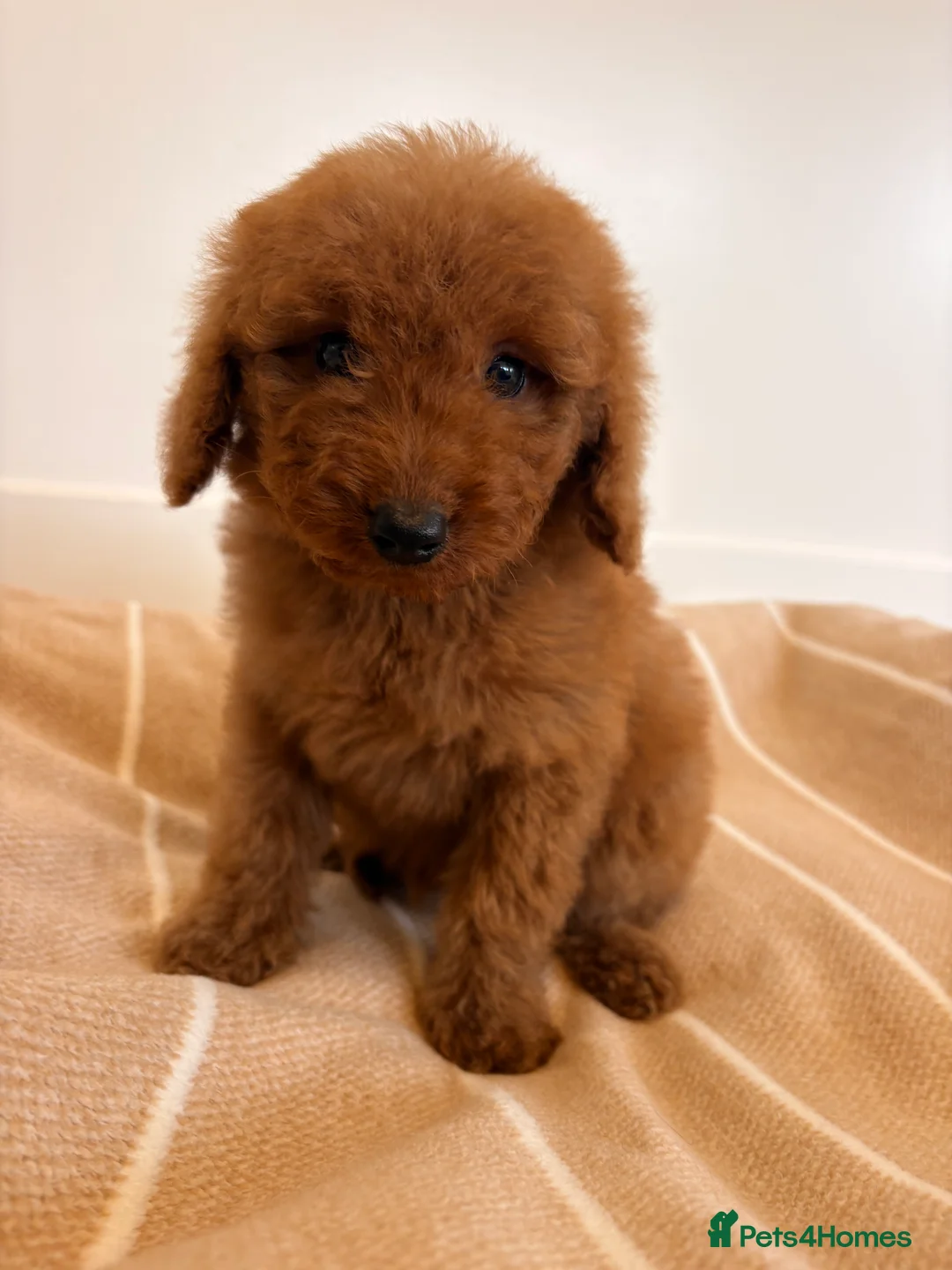 Labradoodle dogs for sale: LICENSED BREEDER TOY MINIATURE LABRADOODLES   - Advert 14