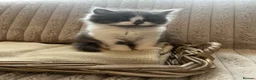 Mixed Breed cats for sale: Adorable chunky fluffy kittens - Advert 7