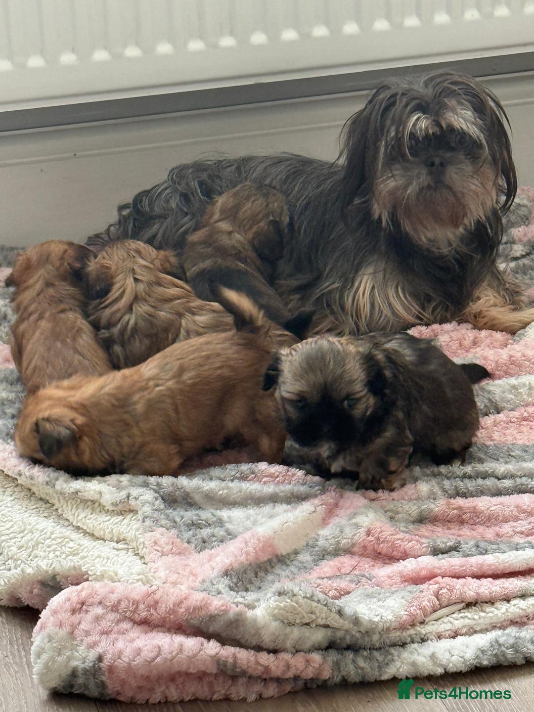 Shih Tzu dogs for sale: Pedigree imperial Shih Tzu puppies  - Advert 2