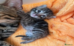 Bengal cats for sale: Stunning Pure Bengals family ❤️ TICA - Image 9