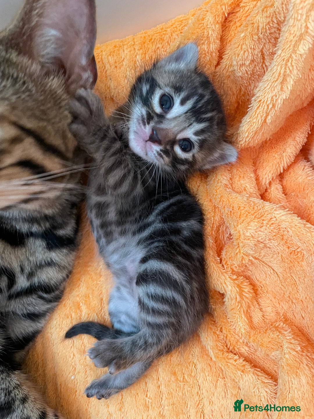 Bengal cats for sale: Stunning Pure Bengals family ❤️ TICA - Image 9