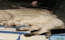 Sphynx cats for sale: Sphynx x Siamese kittens - Image 11