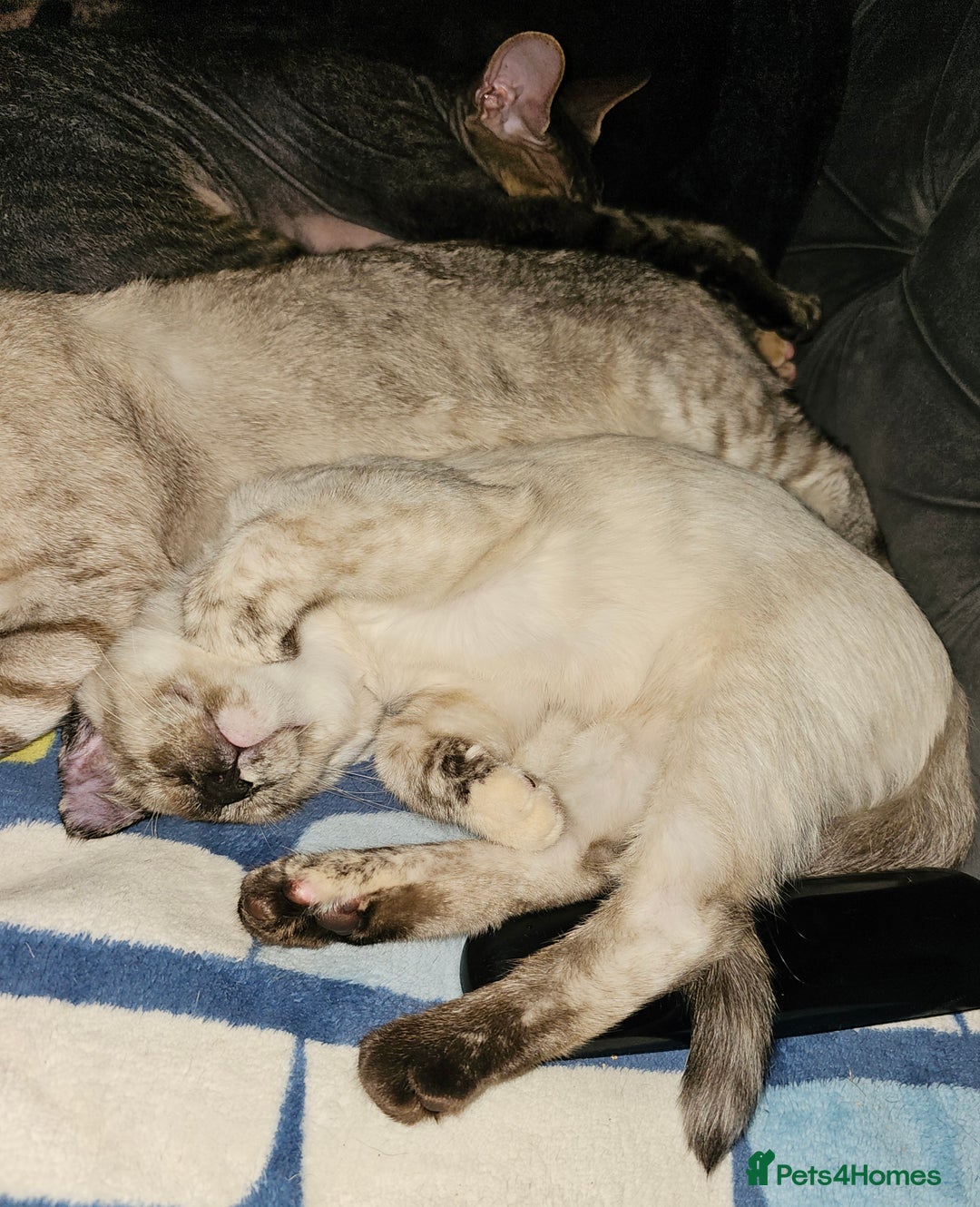 Sphynx cats for sale: Sphynx x Siamese kittens - Image 11