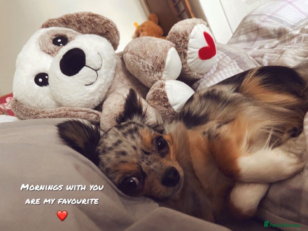 Chorkie dogs for sale: CHORKIE PUPS AVAILABLE NOW - Advert 3