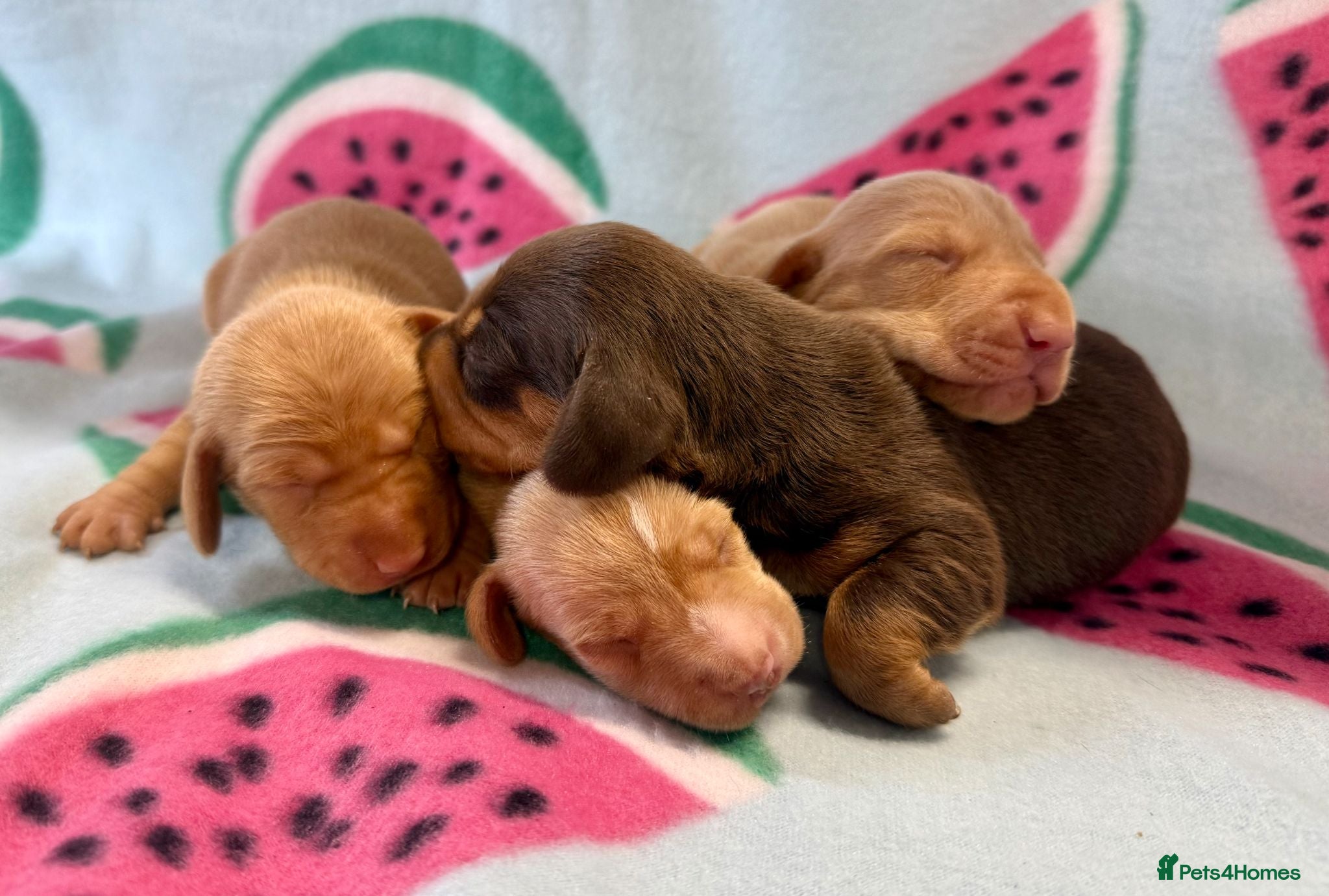 Miniature Dachshund dogs Kc Reg Smooth Haired Miniature Dachshunds  - Advert 2