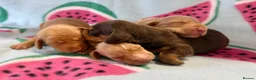 Miniature Dachshund dogs for sale: Kc Reg Smooth Haired Miniature Dachshunds  - Advert 2