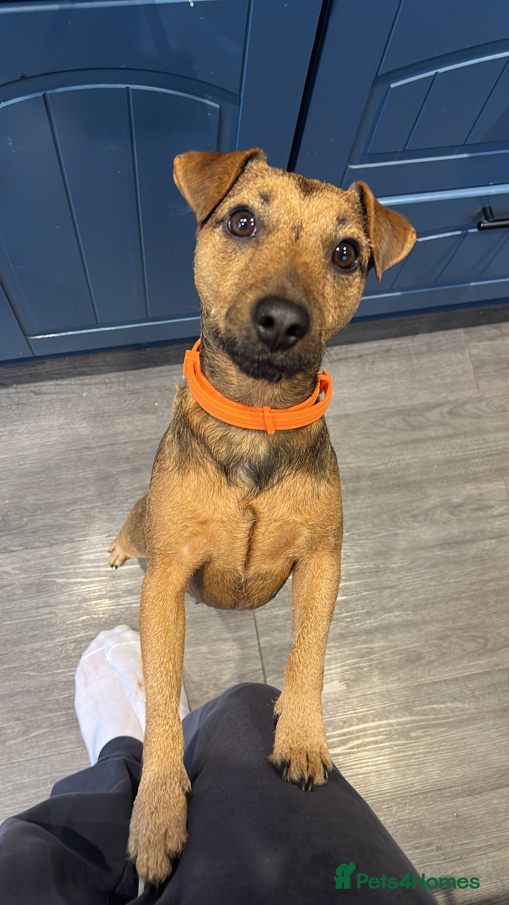 Patterdale Terrier dogs Patterdale girl  - Advert 1