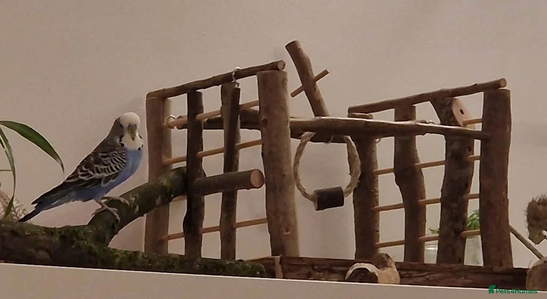 Budgerigars birds for sale: Bud the budgie  - Advert 8