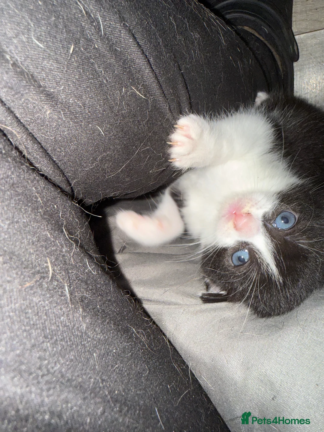 Mixed Breed cats for sale: Beautiful female kitten - last one - Advert 6