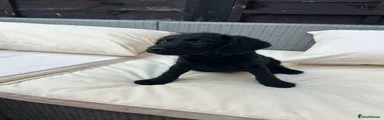 Jackapoo Puppy 1