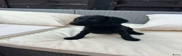 Jackapoo dogs for sale: All black jackapoos in Stevenage - Advert 3