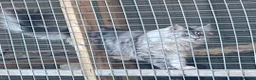 Maine Coon cats for sale: Maine coon girl looking for 5 star home  - Advert 7