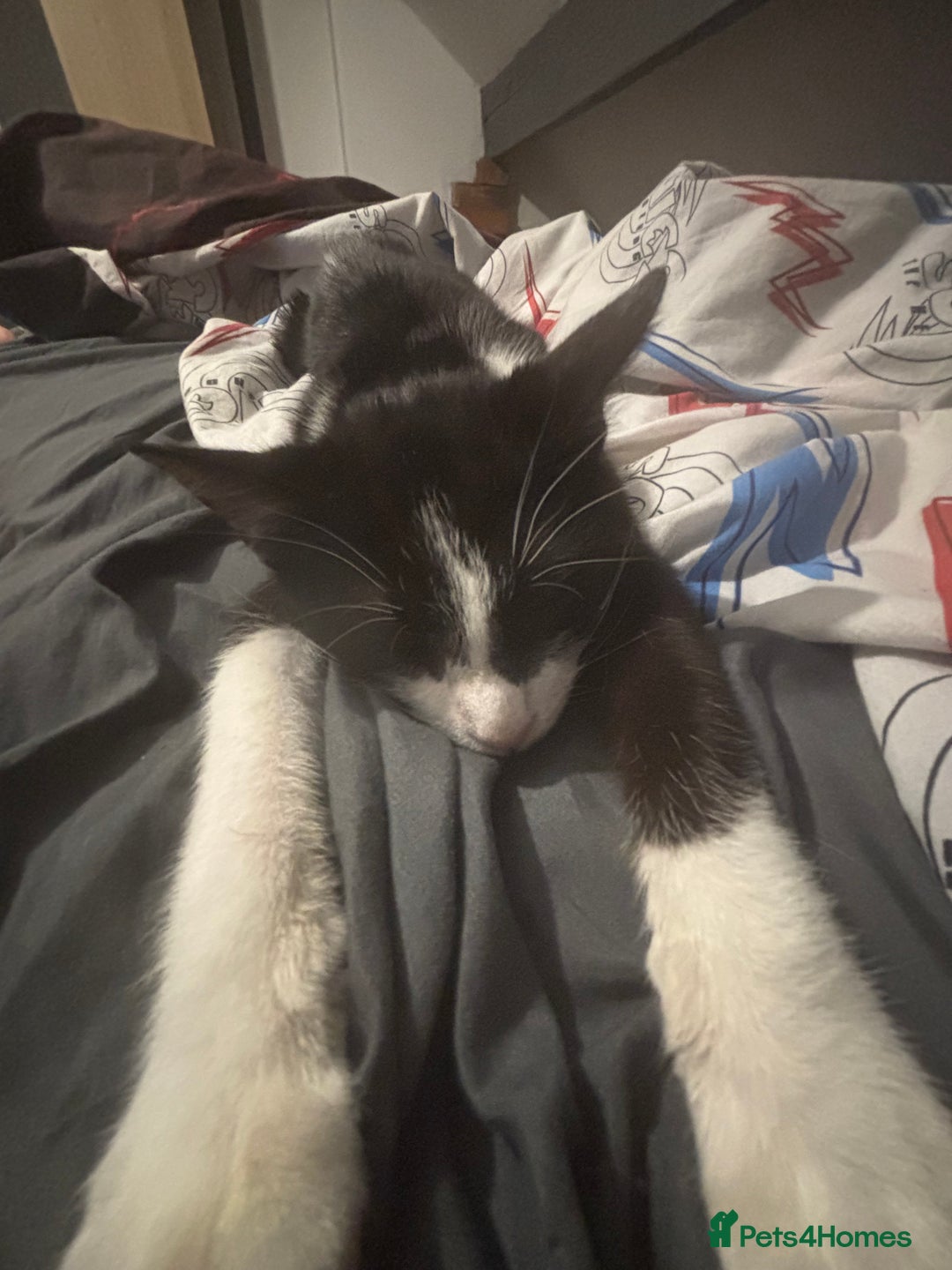 Domestic Shorthair cats for sale: Male kitten for rehoming  - Image 3