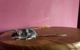 Mouse rodents for sale: Little Mices  - Image 1