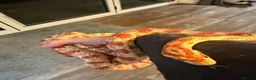 Corn Snake reptiles for sale: Sandy - Corn Snake in Carmarthen - Advert 2