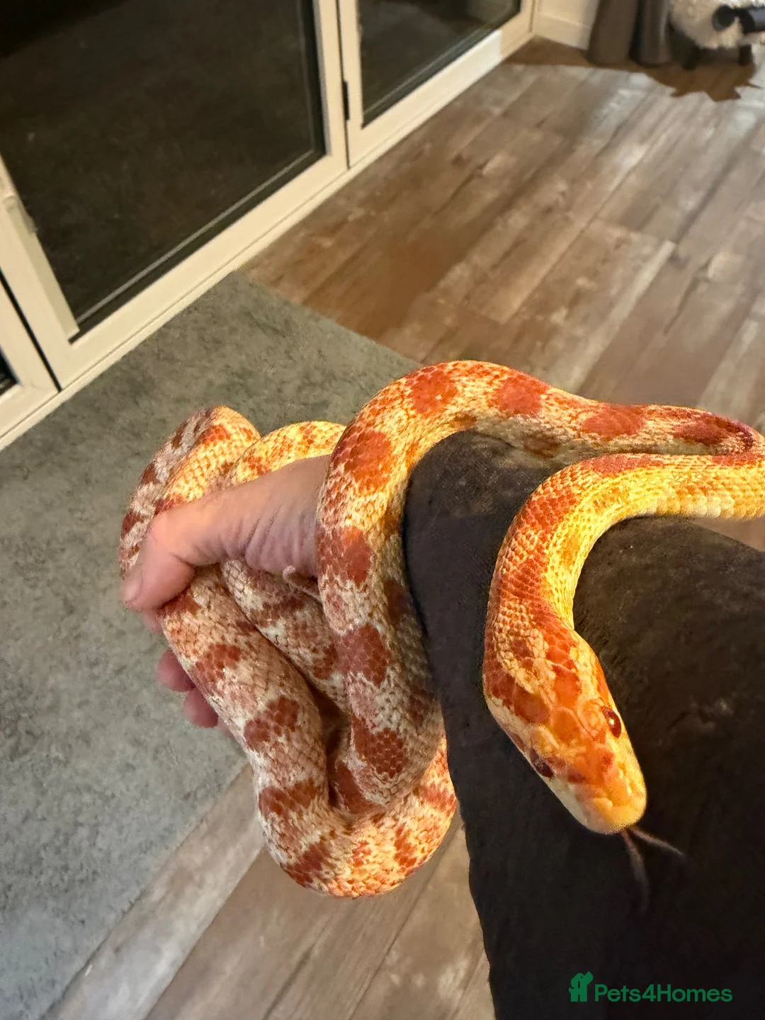 Corn Snake reptiles for sale: Sandy - Corn Snake in Carmarthen - Advert 2