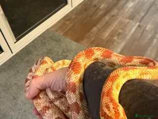 Corn Snake reptiles Sandy - Corn Snake - Advert 2