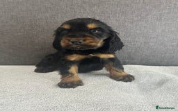 Cocker Spaniel dogs for sale: Beautiful Showtype cocker spaniels - Image 2