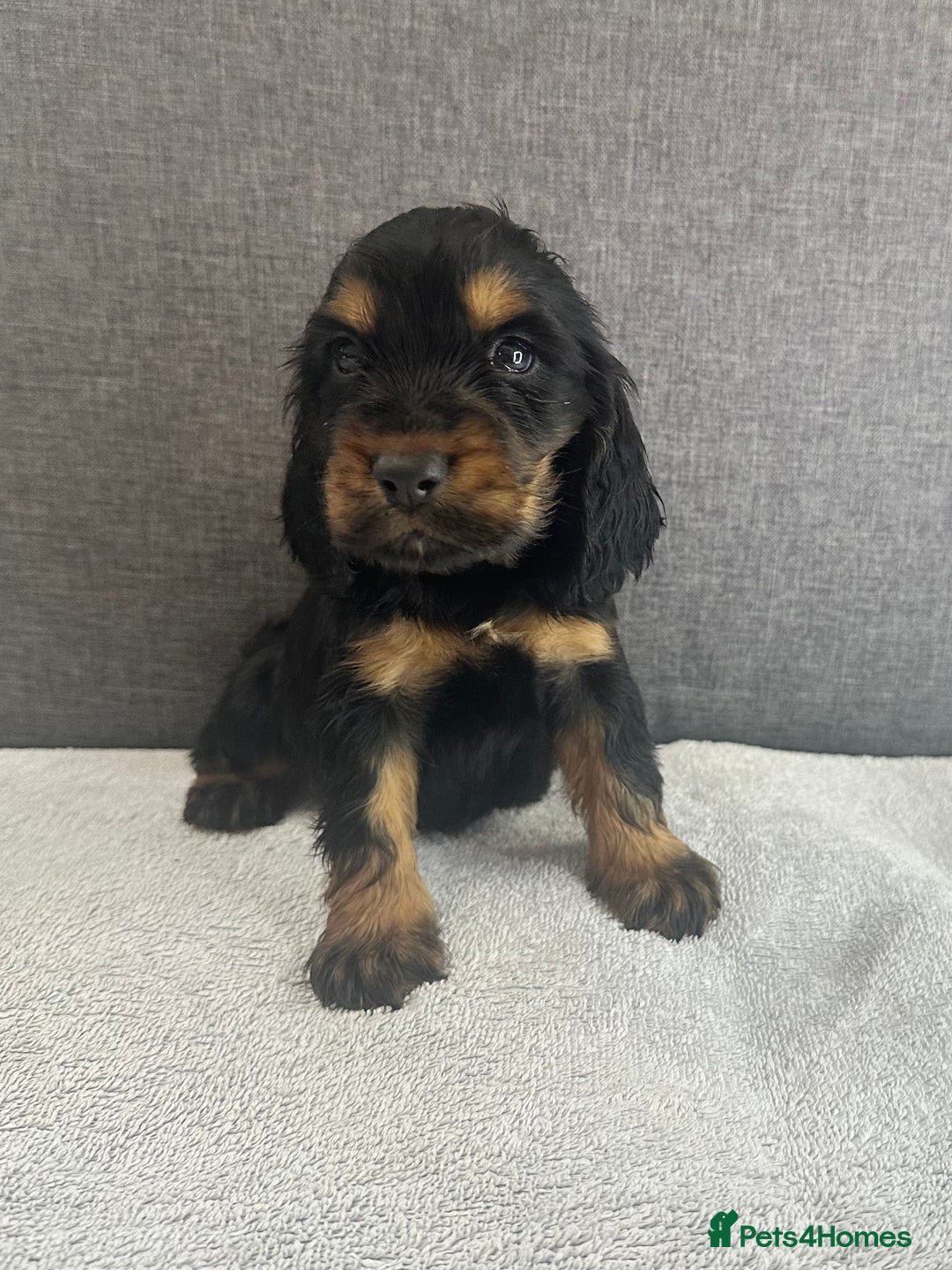 Cocker Spaniel dogs for sale: Beautiful Showtype cocker spaniels - Image 2