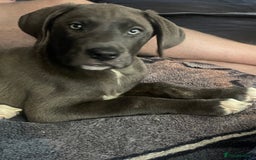 Mixed Breed dogs for sale: English mastiff x Belgian malinois - Image 1