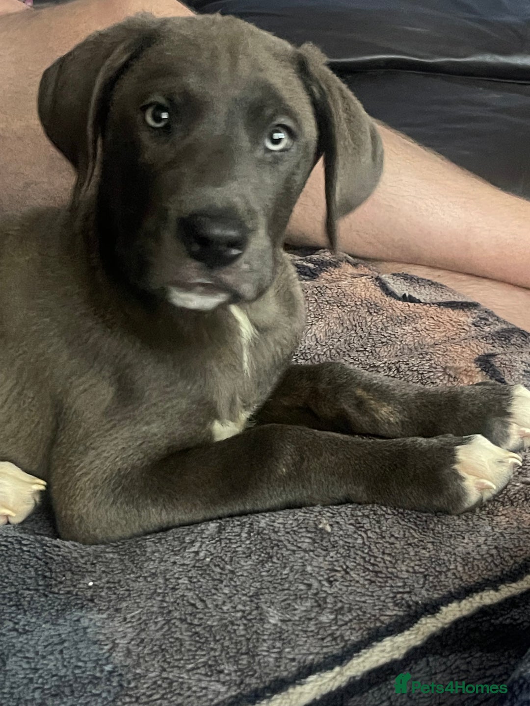 Mixed Breed dogs for sale: English mastiff x Belgian malinois - Image 1