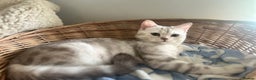 Scottish Fold cats for sale: Beautiful Marble tabby boy  - Advert 7