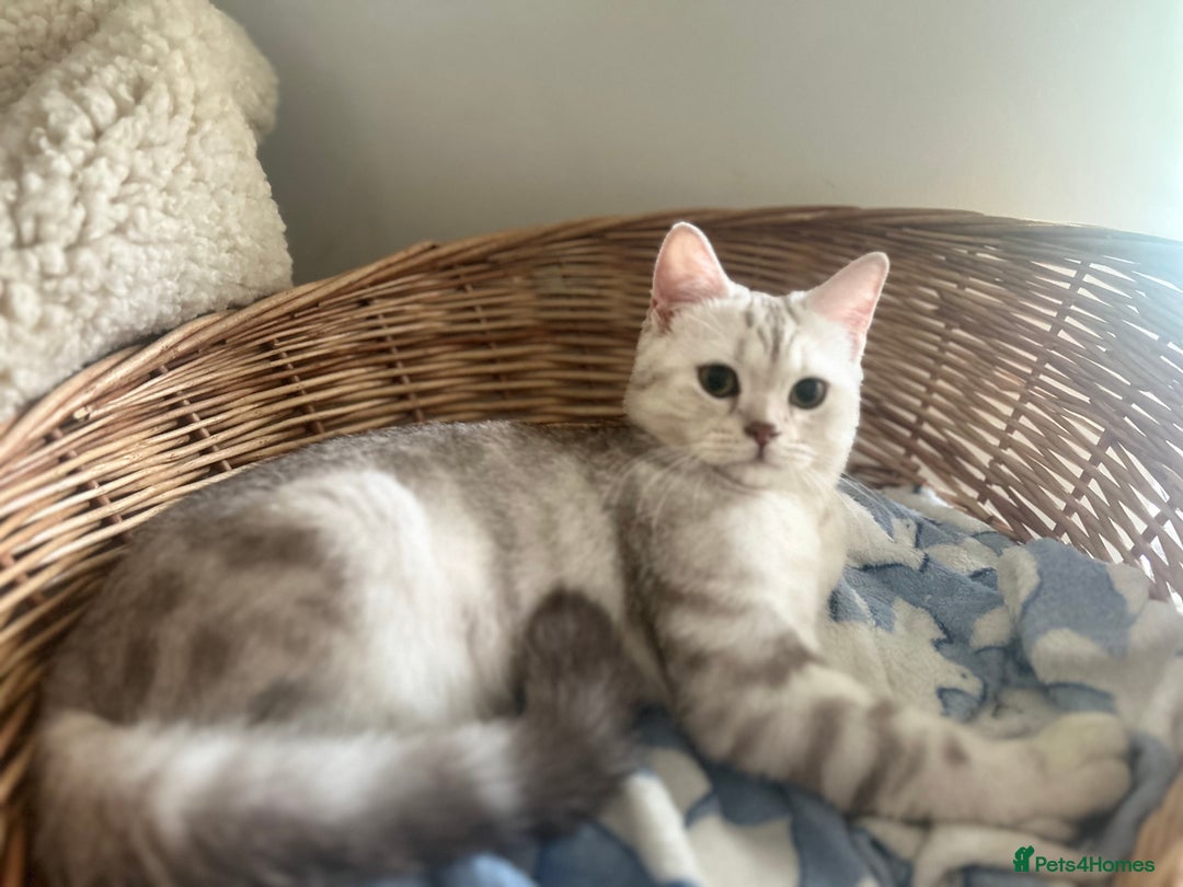 Scottish Fold cats for sale: Beautiful Marble tabby boy  - Image 7