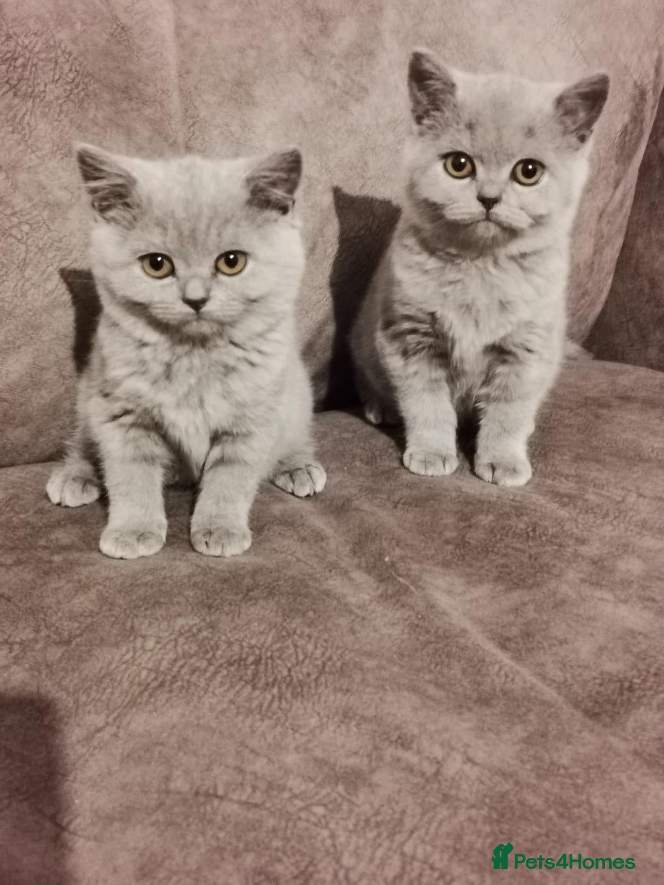 British Shorthair cats for sale: British shorthair kittens  - Advert 6
