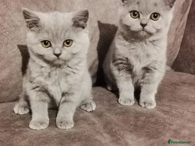 British Shorthair cats for sale: British shorthair kittens - Advert 6