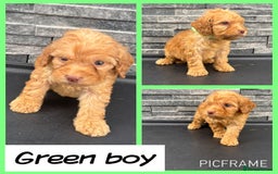 Cockapoo dogs for sale: 🩵💗OUTSTANDING F1 COCKAPOOS💓🩵 - Image 5