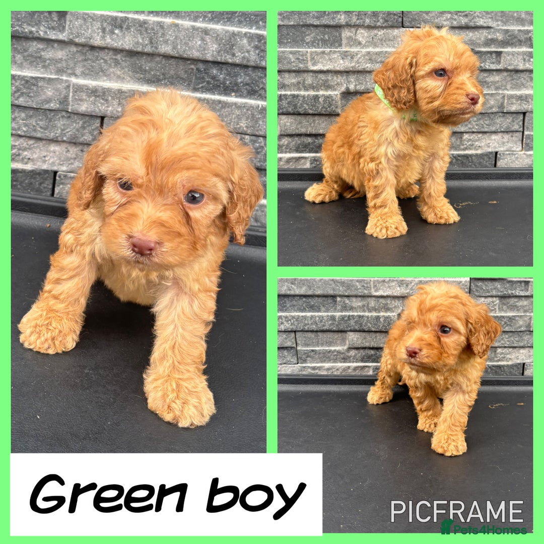 Cockapoo dogs for sale: 🩵💗OUTSTANDING F1 COCKAPOOS💓🩵 - Image 5