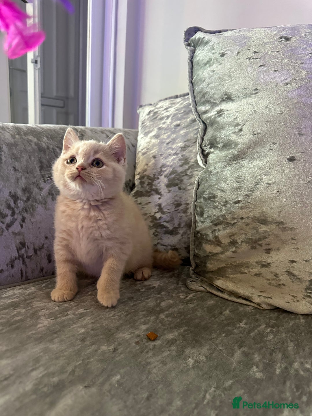 British Shorthair cats for sale: Beautiful Cream British Short hair boy READY NOW - Advert 9