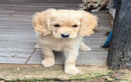 Golden Retriever dogs for sale: Dakota Sport Retriever Puppies Ready Now - Image 2