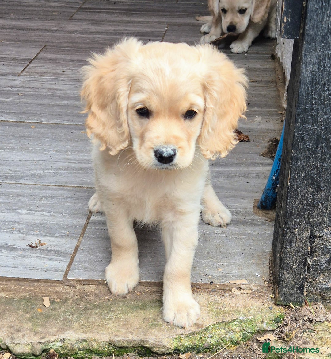 Golden Retriever dogs for sale: Dakota Sport Retriever Puppies Ready Now - Image 2