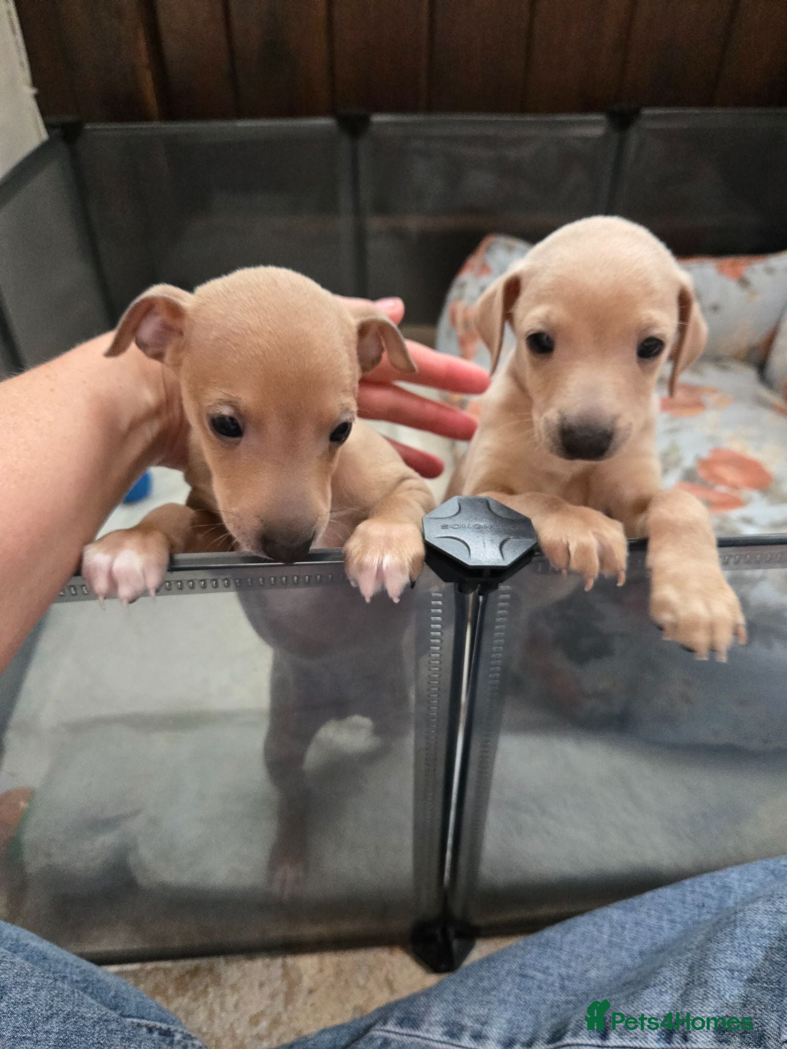 Italian Greyhound dogs 2 tiny KC registered Italian Greyhound boys - Advert 5