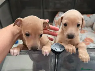 Italian Greyhound dogs 2 tiny KC registered Italian Greyhound boys - Advert 5