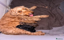 Cockapoo dogs for sale: Last boy for sale - Image 7